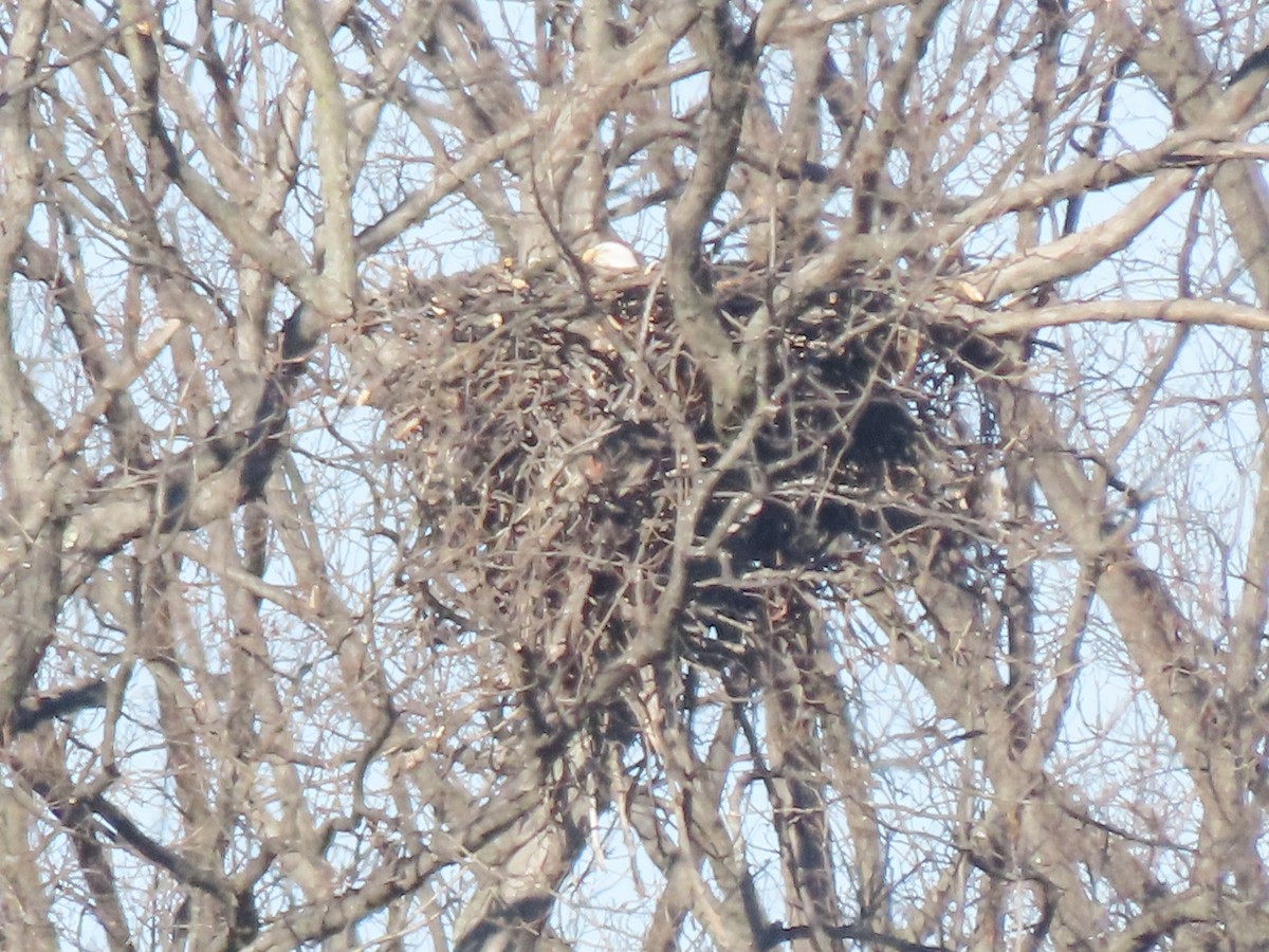 Bald Eagle - ML614390874