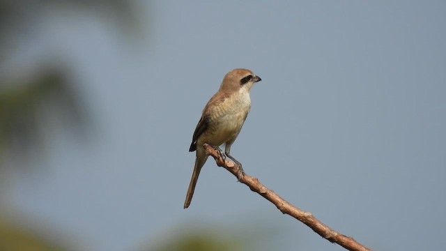 Brown Shrike - ML614390877