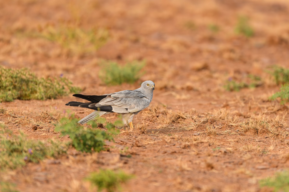 Pallid Harrier - ML614390886