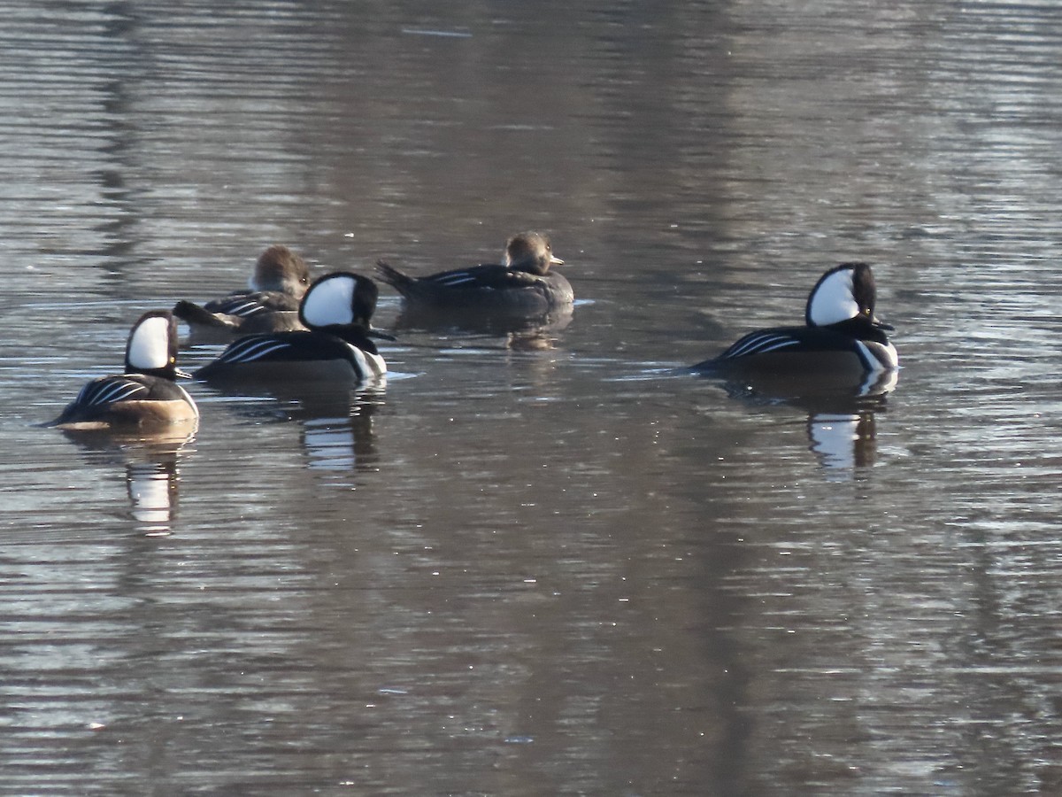 Hooded Merganser - ML614390887