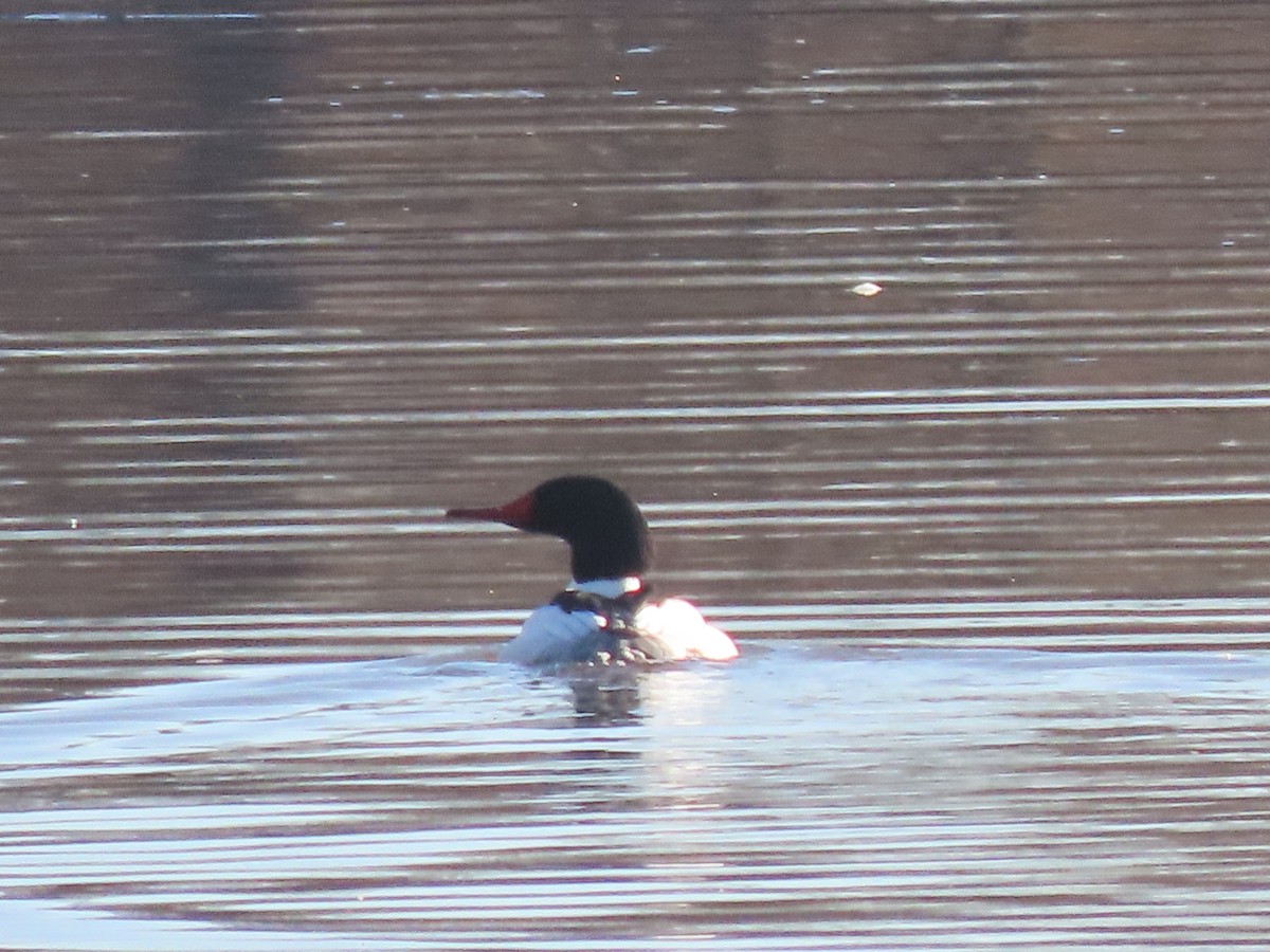 Common Merganser - ML614390894