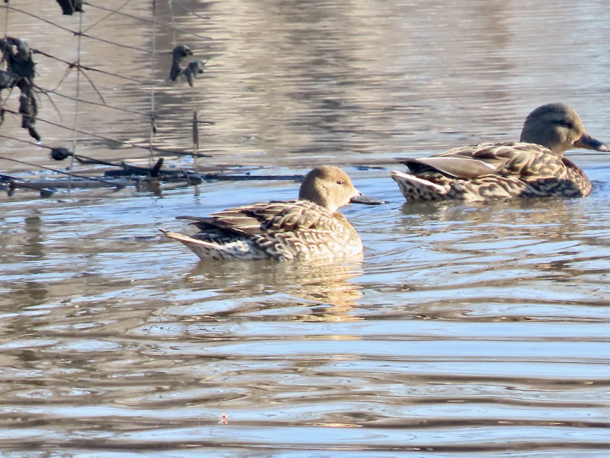 Northern Pintail - ML614390900