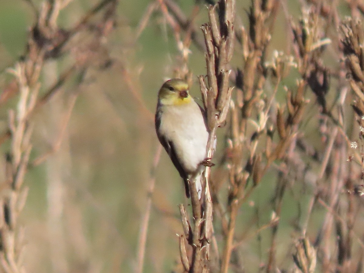 American Goldfinch - ML614390908