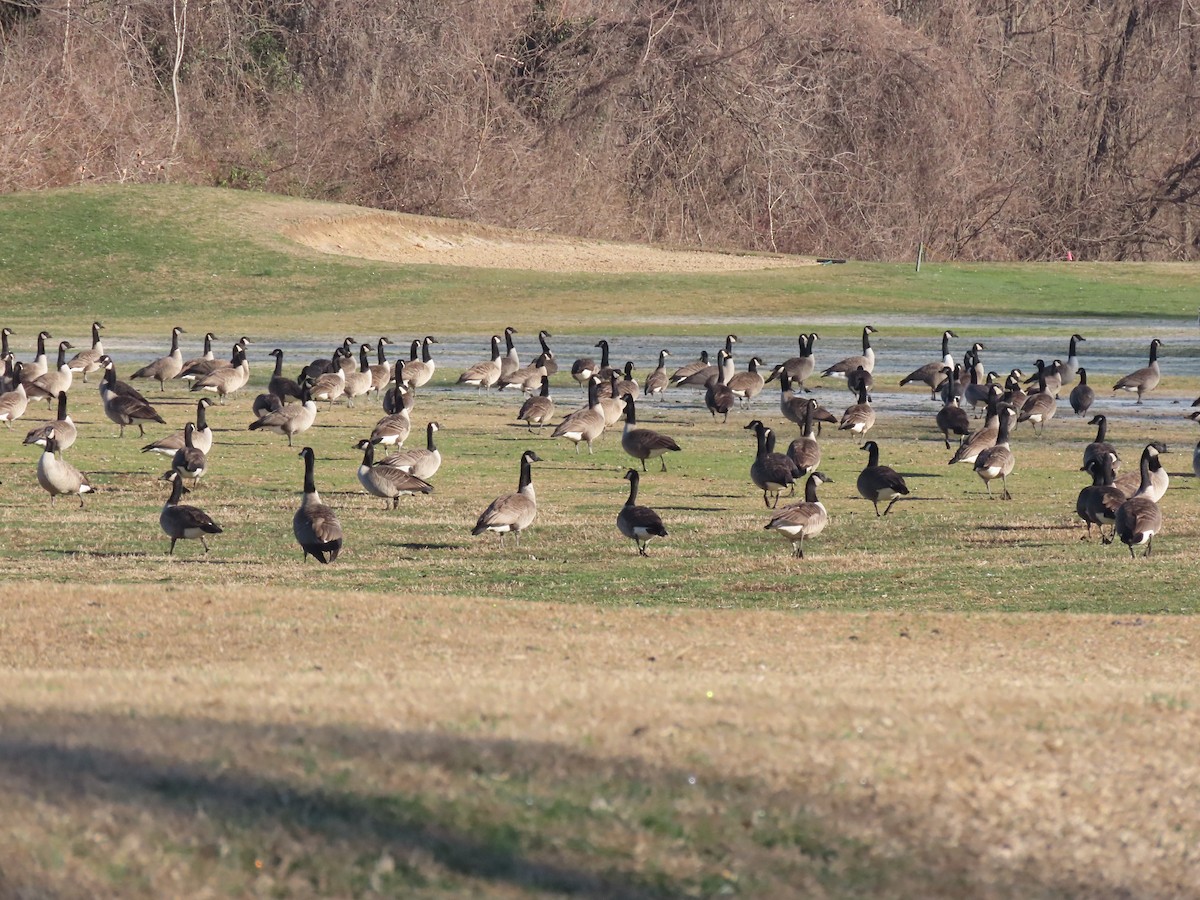 Canada Goose - ML614390934