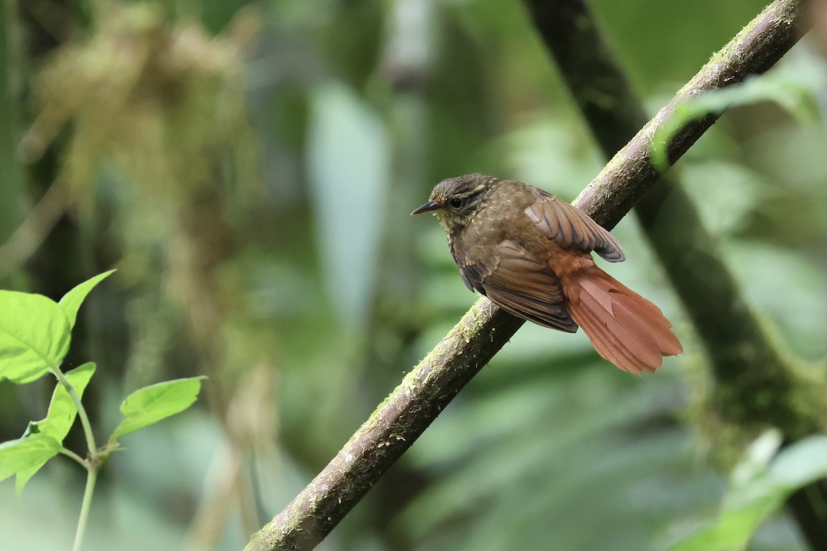 Rusty-winged Barbtail - ML614390961