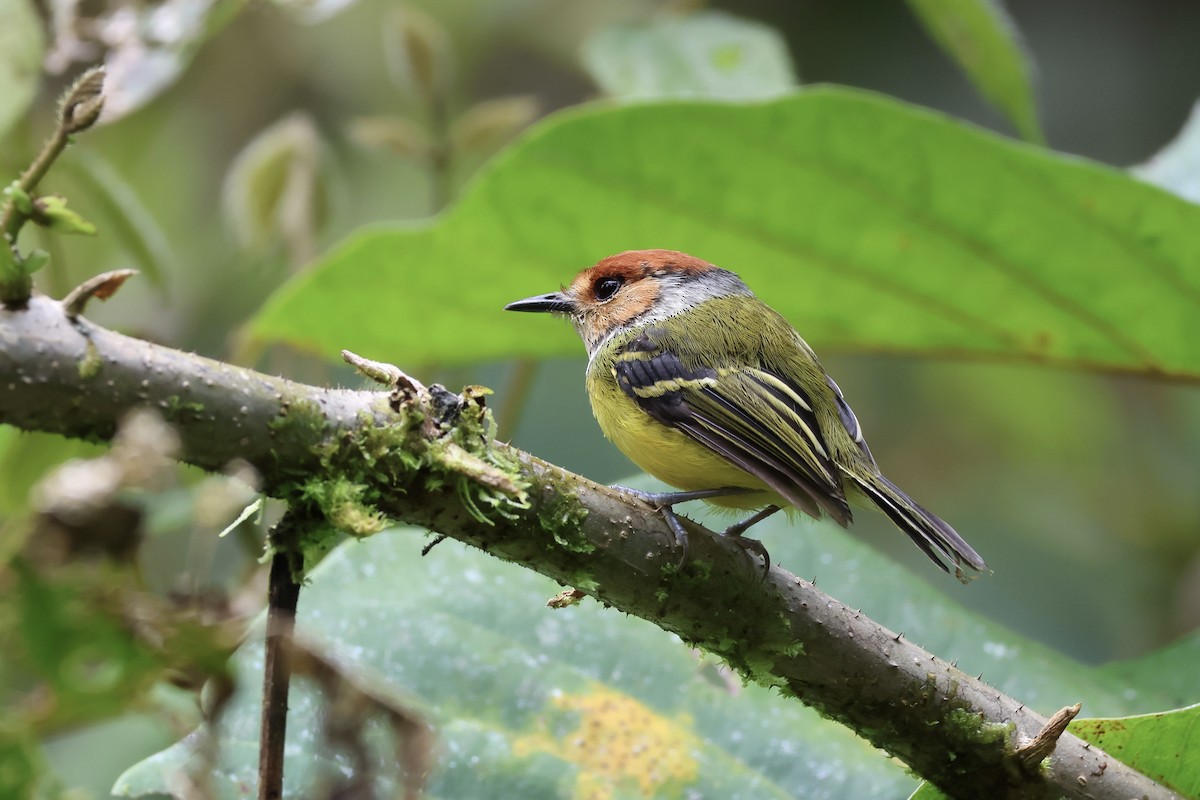 Rufous-crowned Tody-Flycatcher - ML614390968