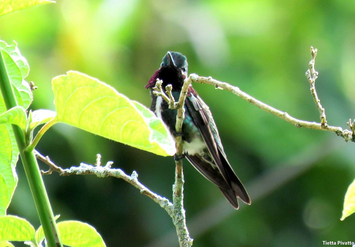 Colibrí Escamoso - ML614390975