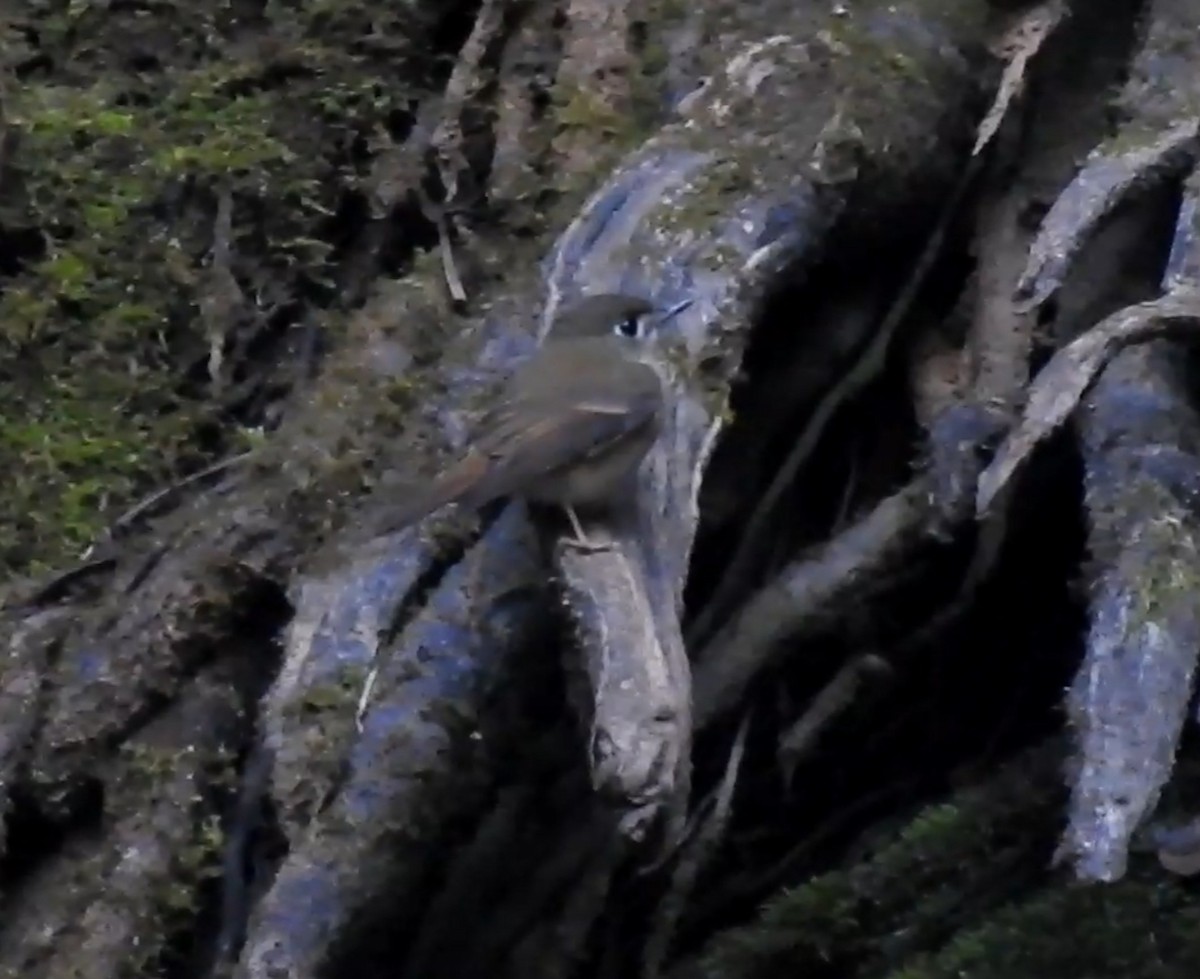 Bambusschnäpper - ML614390981