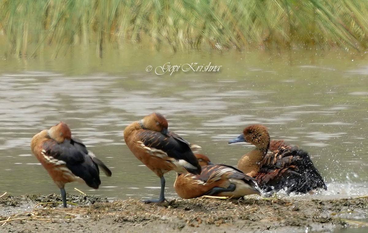 Fulvous Whistling-Duck - ML614390982