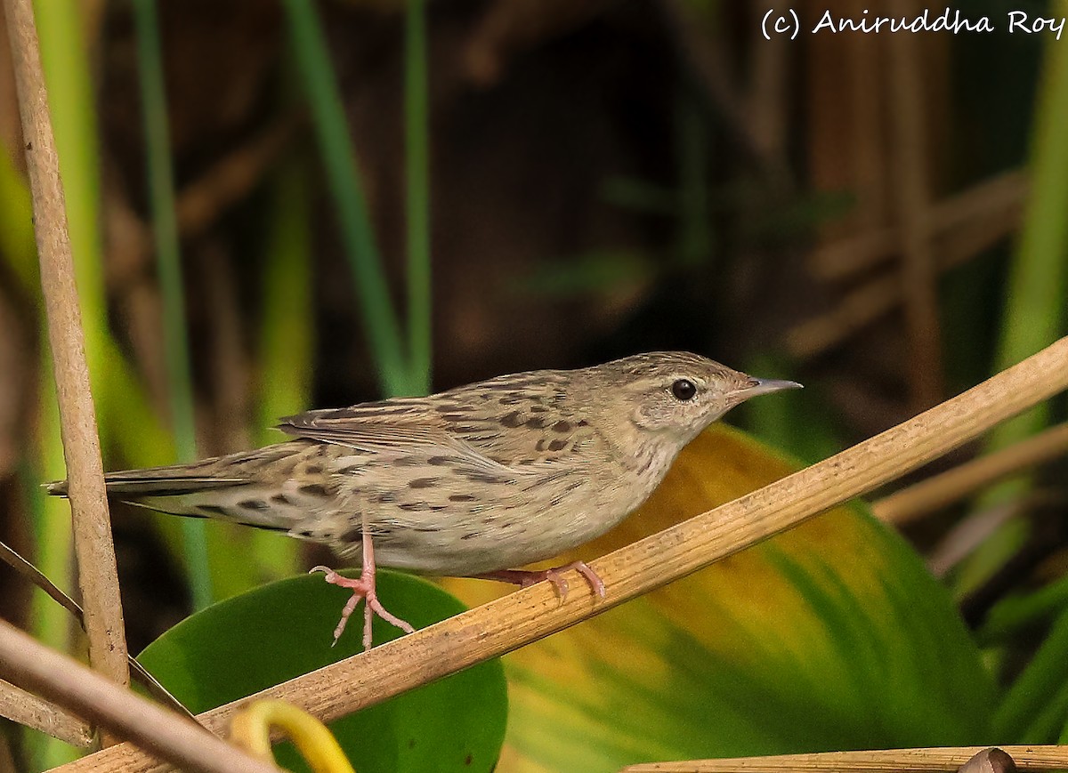 Lanceolated Warbler - Aniruddha  Roy