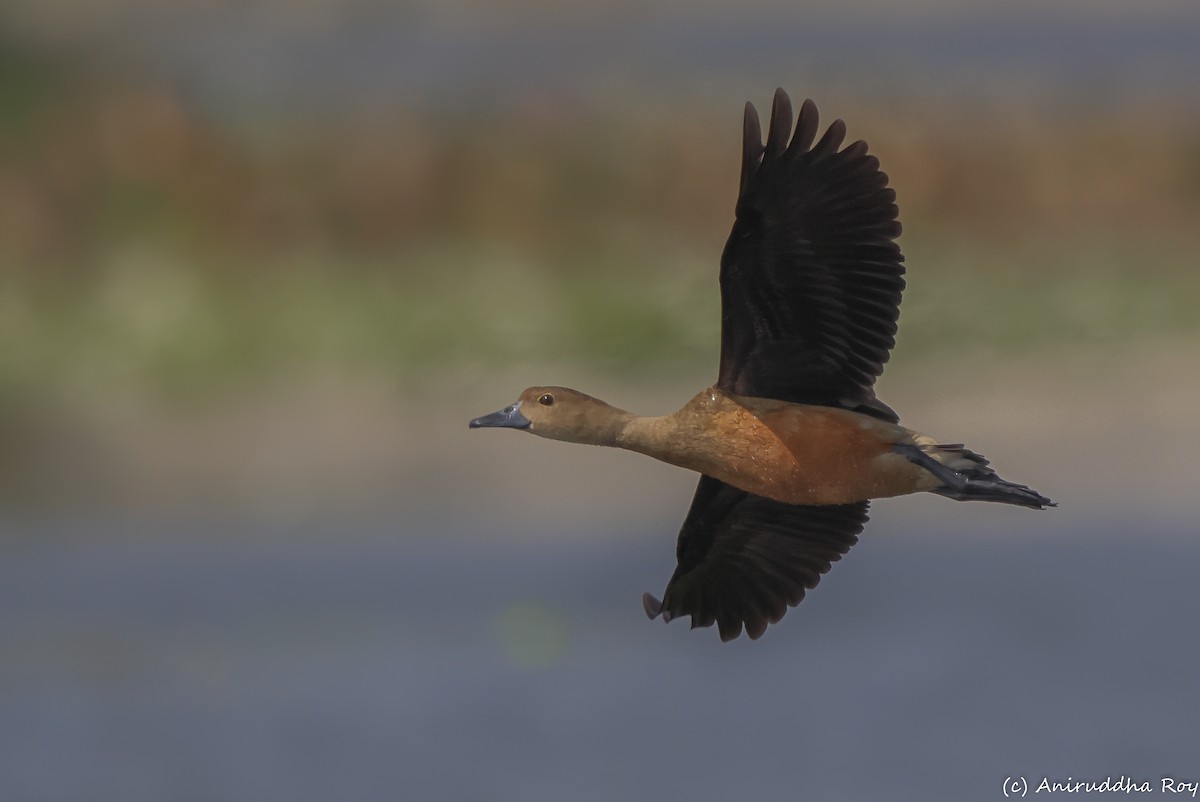 Lesser Whistling-Duck - Aniruddha  Roy