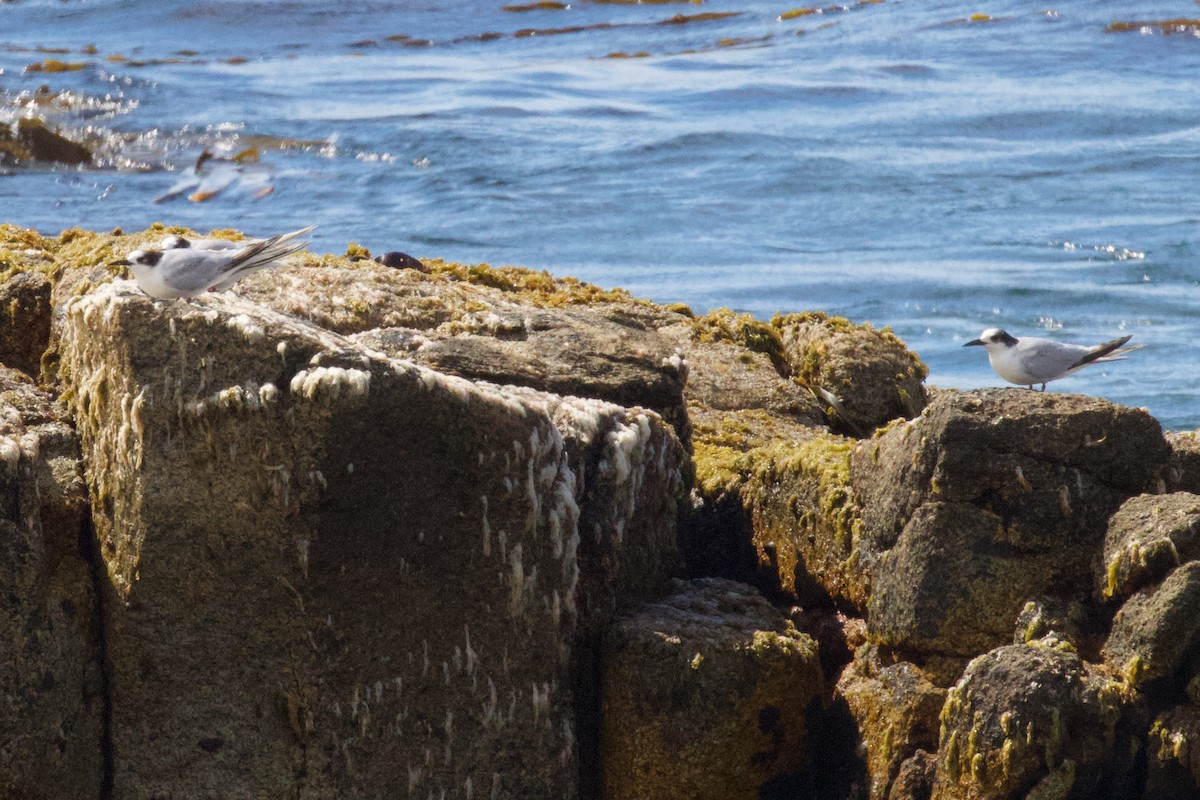 South American Tern - ML614391050