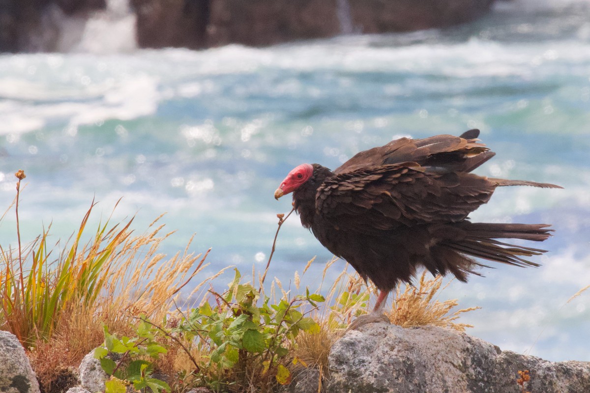 Turkey Vulture - ML614391063