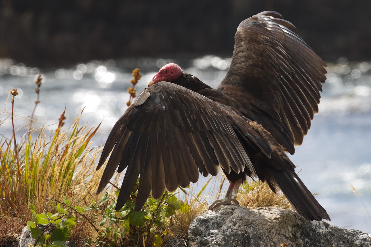 Turkey Vulture - ML614391064