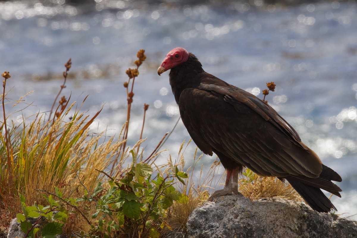 Turkey Vulture - ML614391065