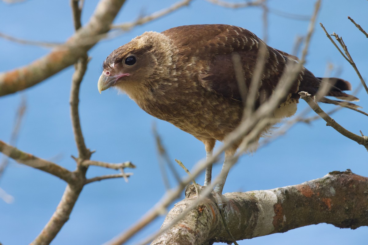 Chimango Caracara - ML614391068