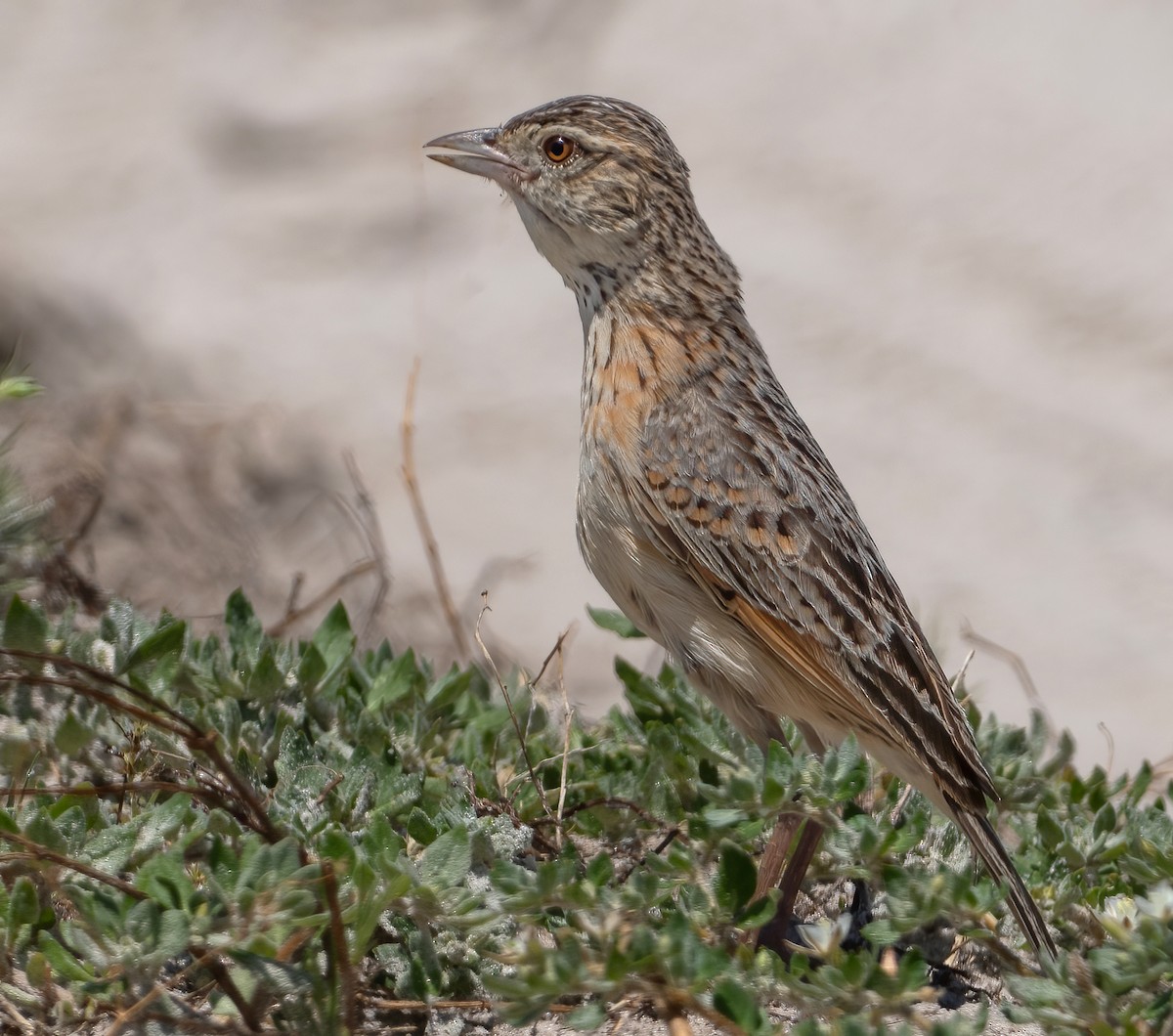 Eastern Clapper Lark - ML614391077