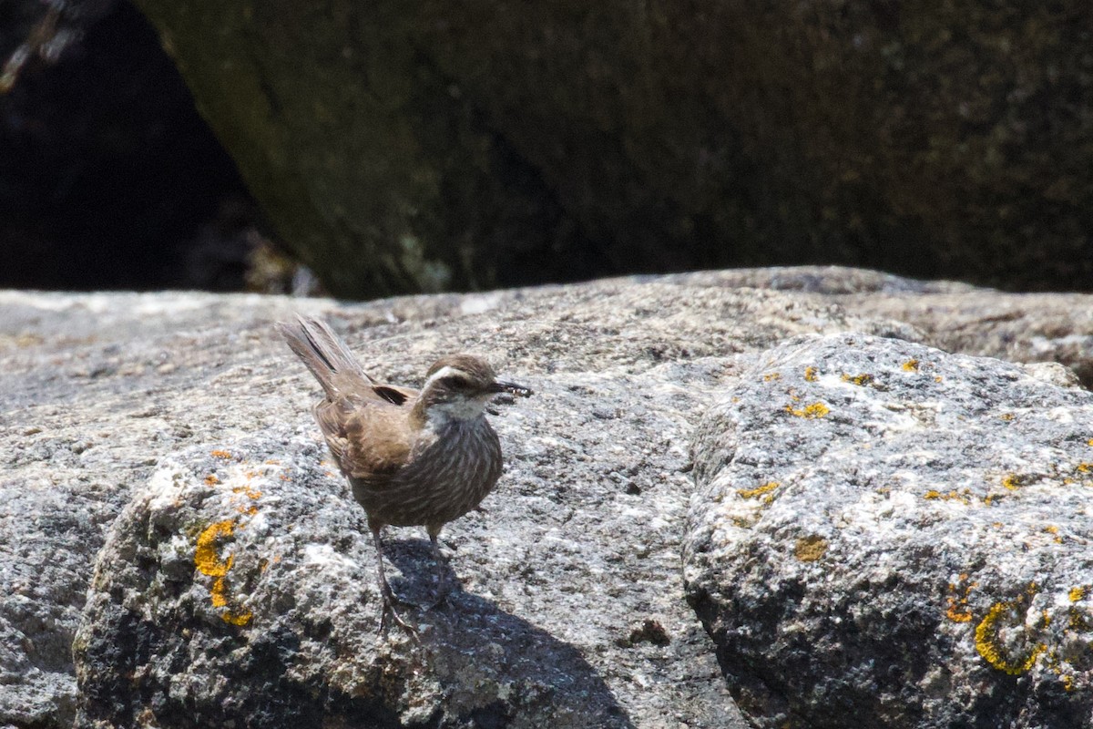 Dark-bellied Cinclodes - ML614391081