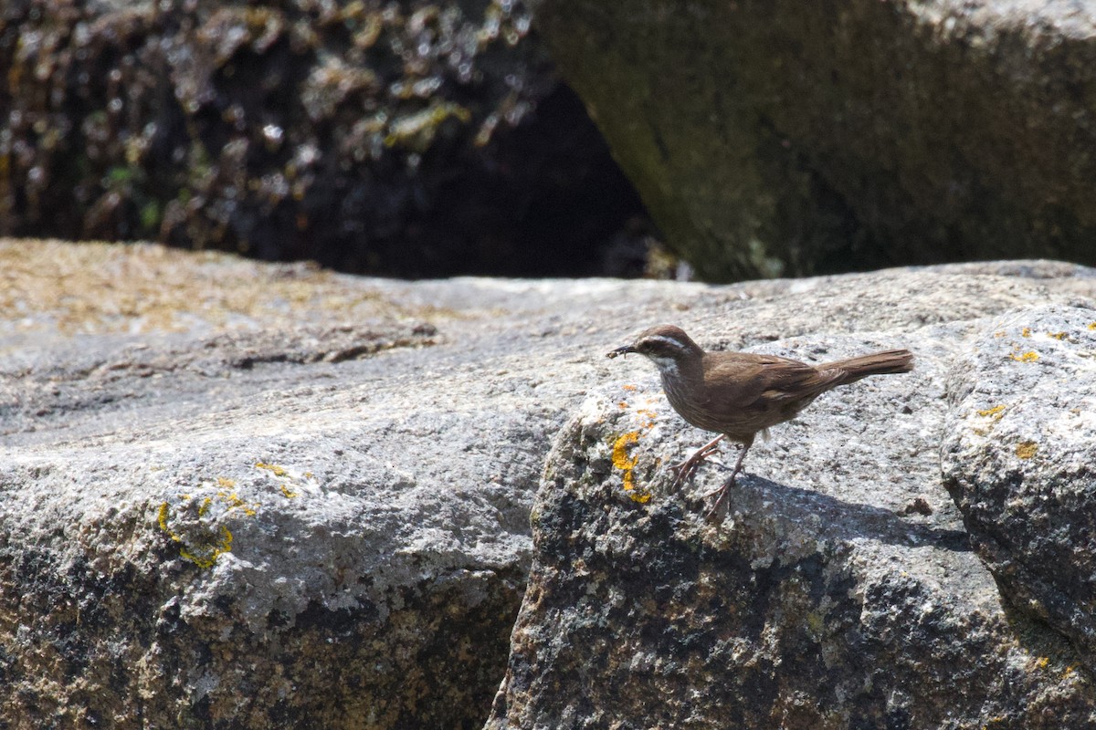 Dark-bellied Cinclodes - ML614391082