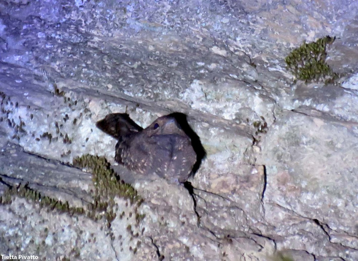 Band-winged Nightjar (longirostris) - ML614391093