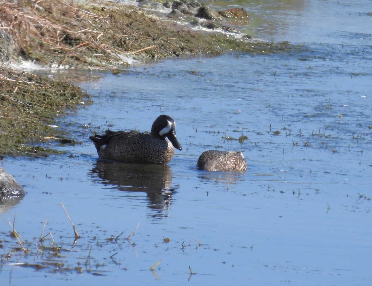 Blue-winged Teal - ML614391114