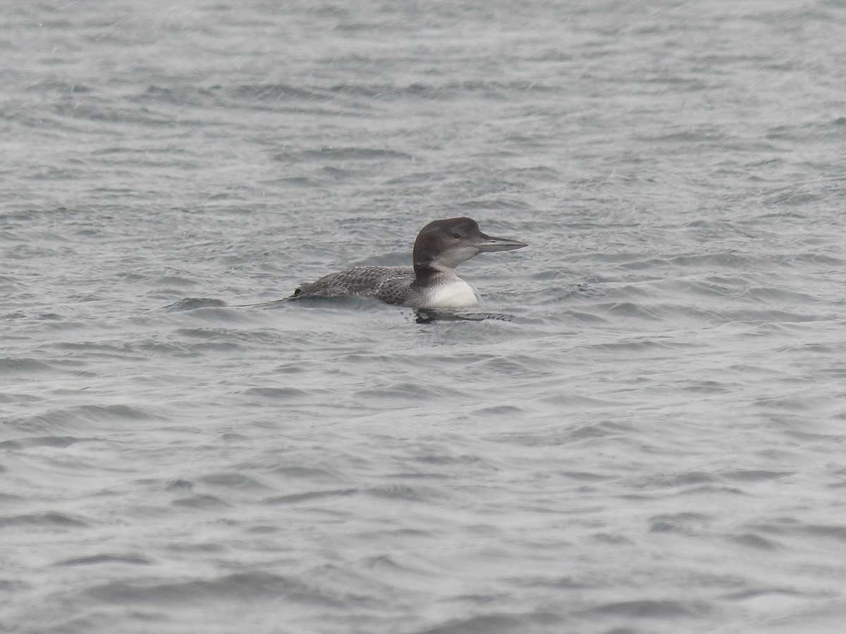 Common Loon - ML614391134