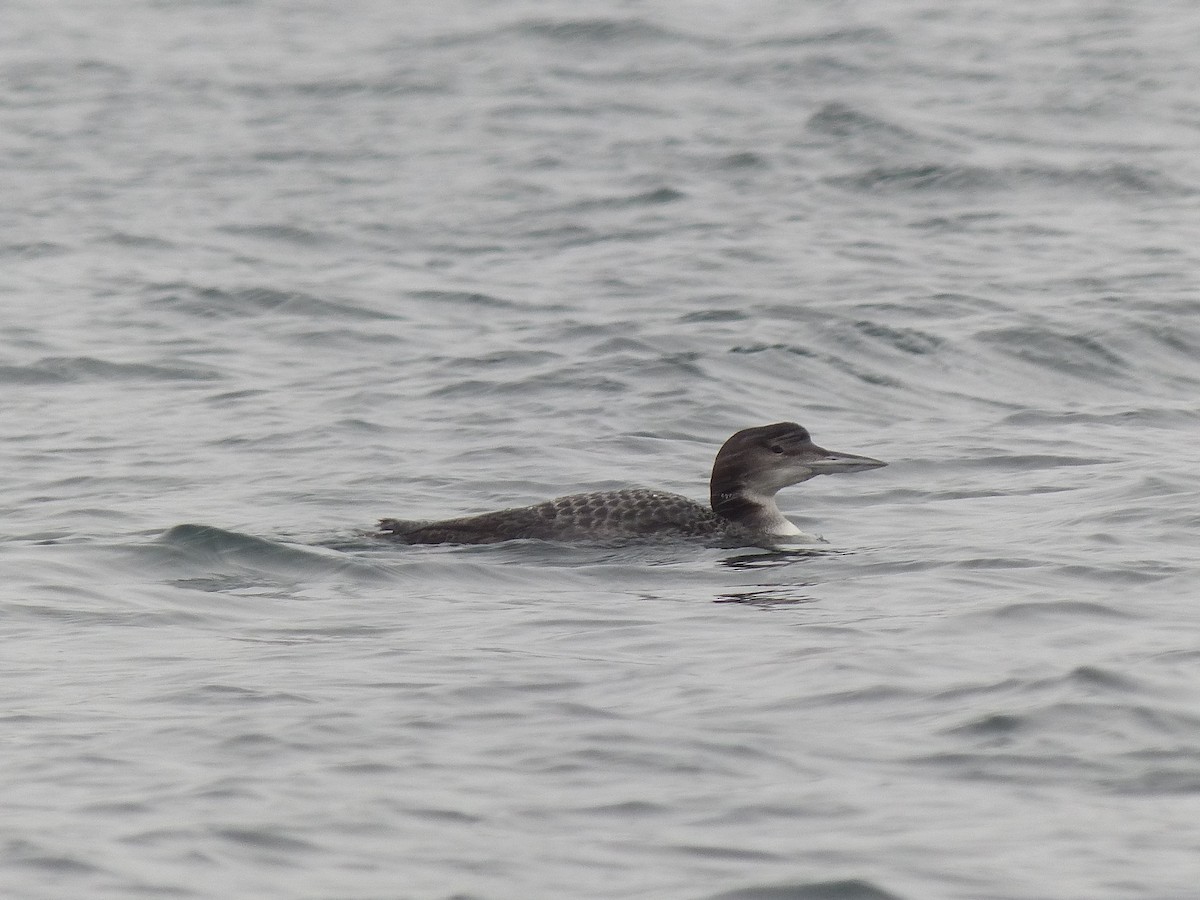 Plongeon huard - ML614391135