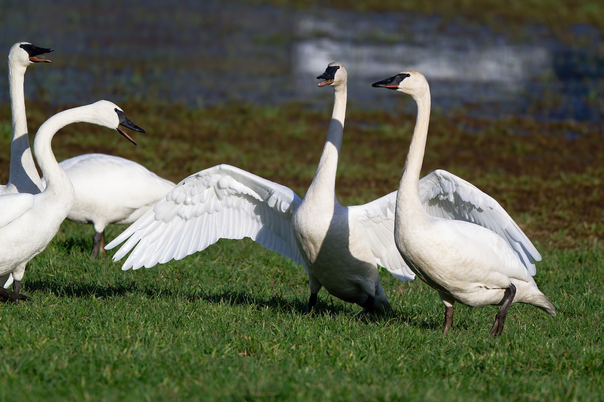 Trumpeter Swan - ML614391145