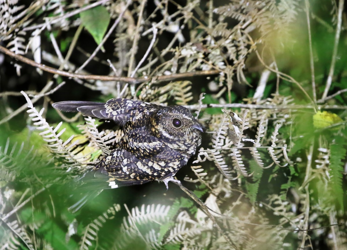 Band-winged Nightjar - Richard Greenhalgh