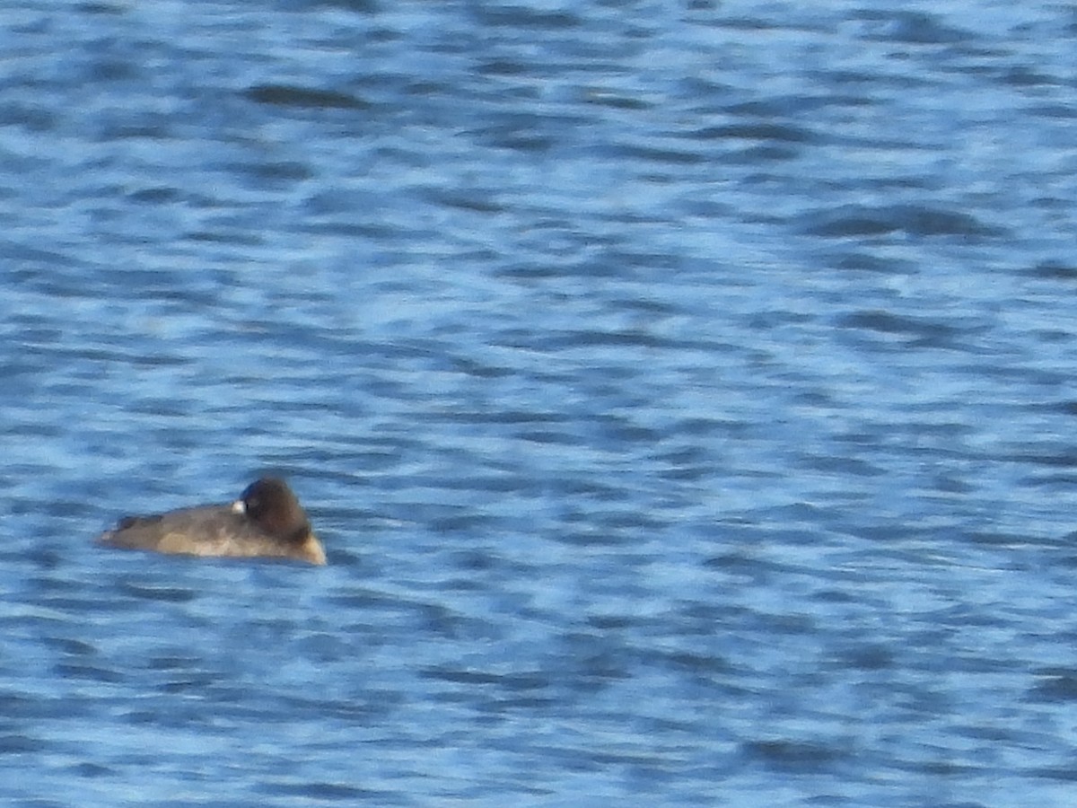 Lesser Scaup - ML614391160