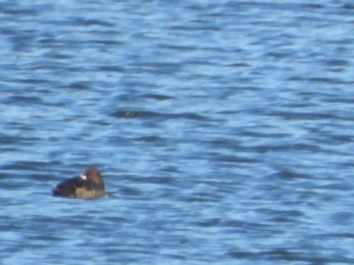 Lesser Scaup - ML614391161