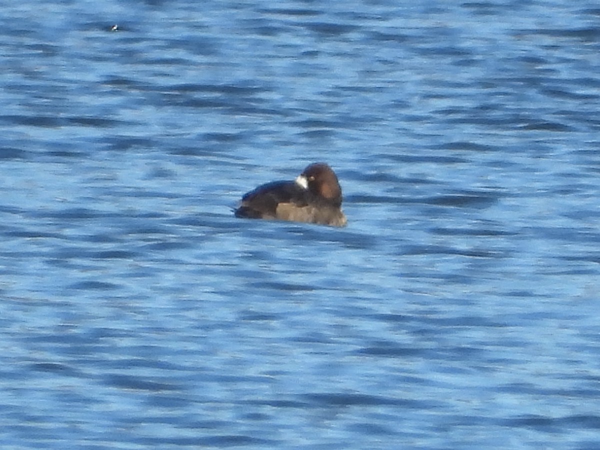 Lesser Scaup - ML614391164