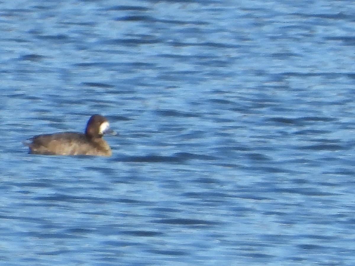 Lesser Scaup - ML614391165