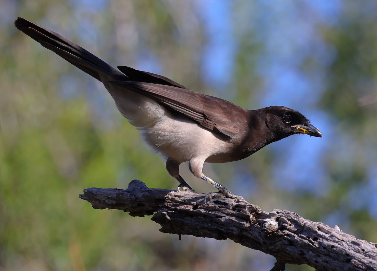 Brown Jay - ML614391186