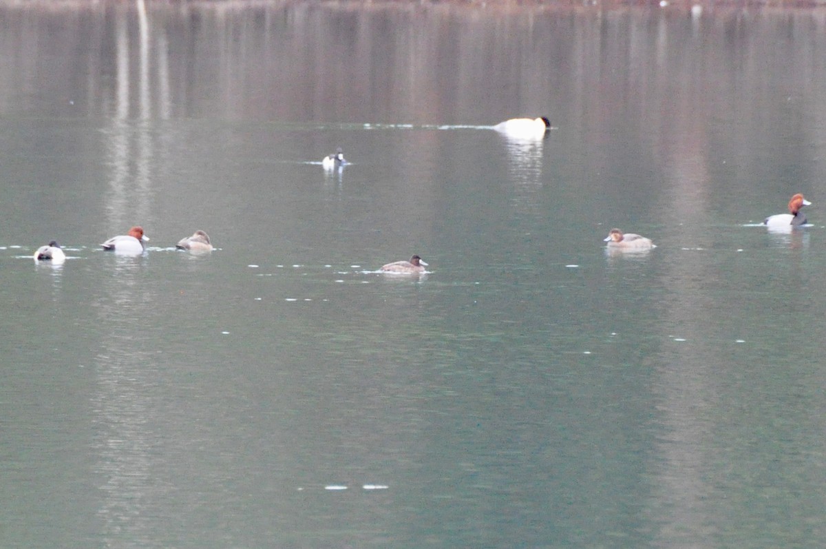 Greater/Lesser Scaup - ML614391218