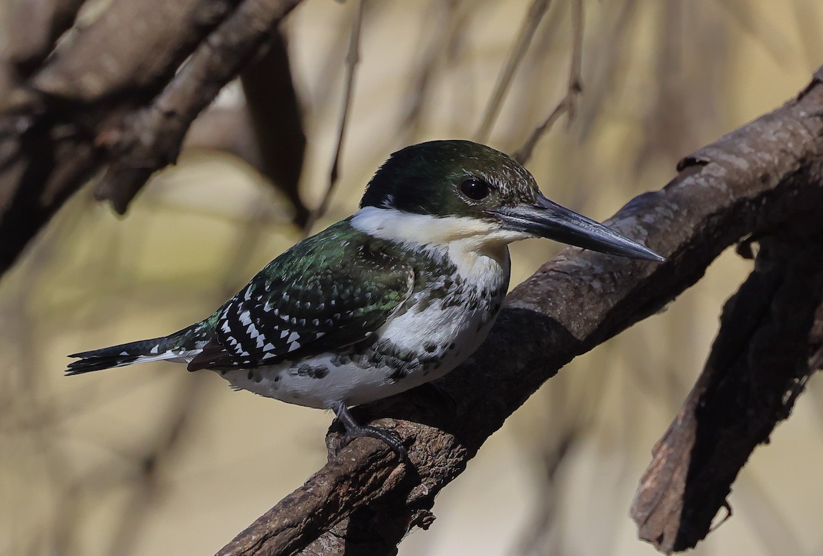 Green Kingfisher - ML614391248