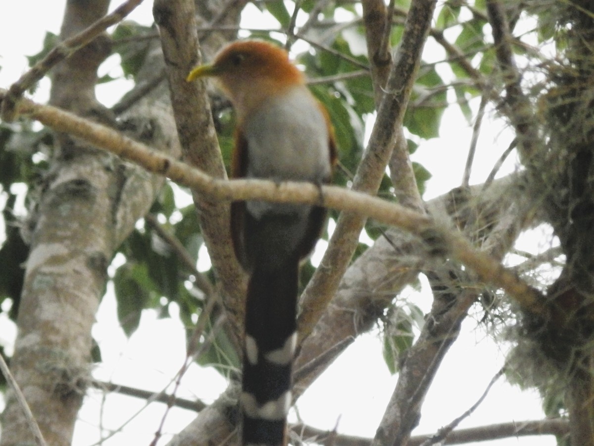 Squirrel Cuckoo - Edouard Paiva