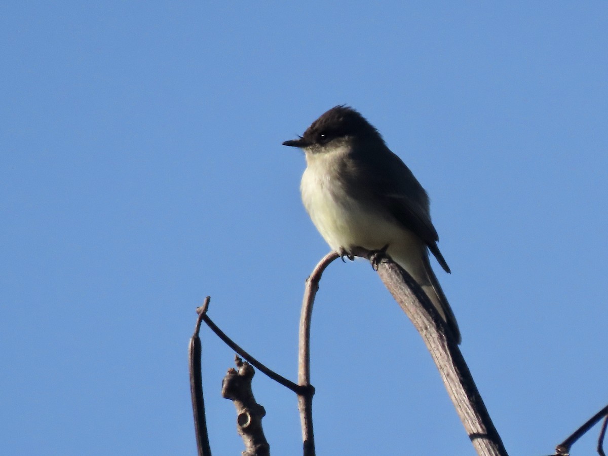 Eastern Phoebe - ML614391319