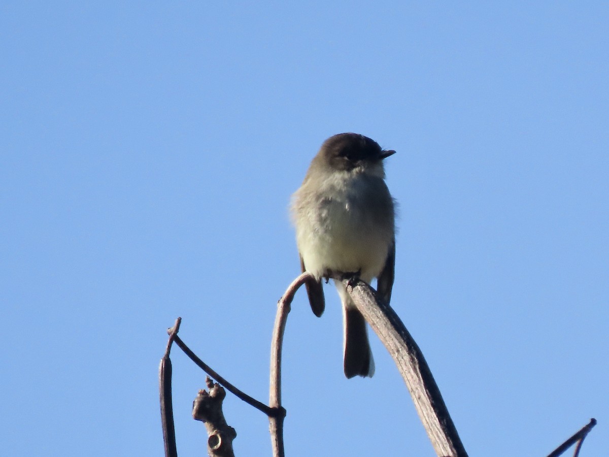 Eastern Phoebe - ML614391323