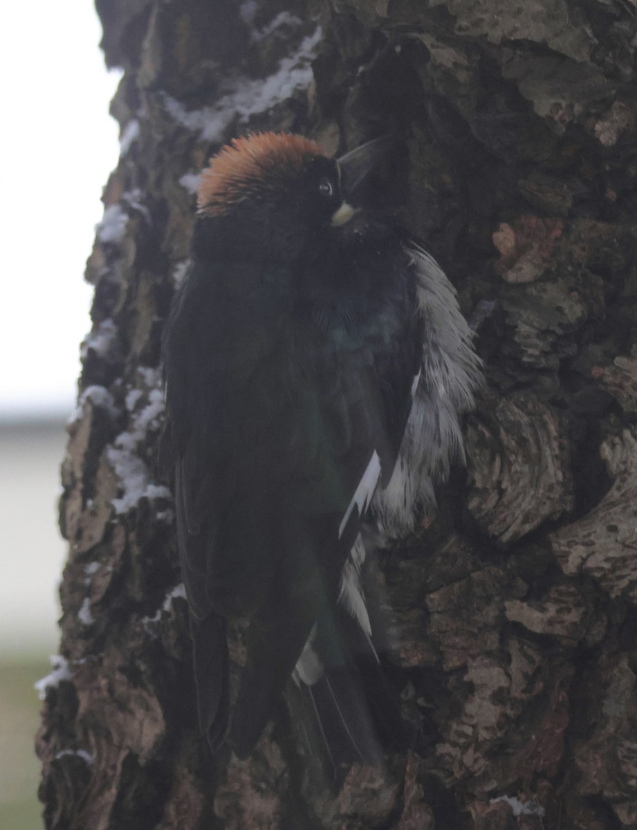 Acorn Woodpecker - Gretchen Framel