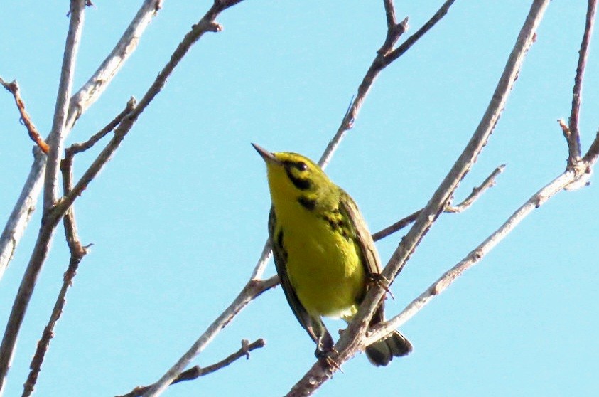 Prairie Warbler - ML614391334