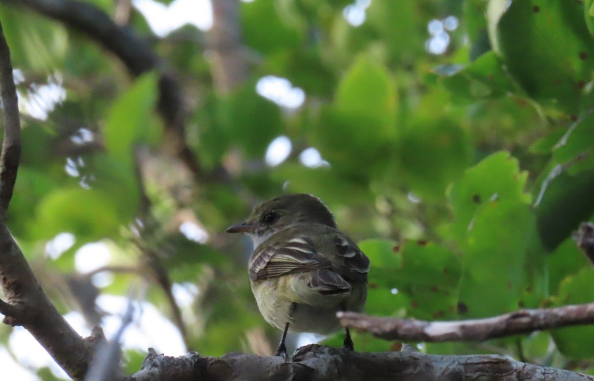 Caribbean Elaenia - ML614391339