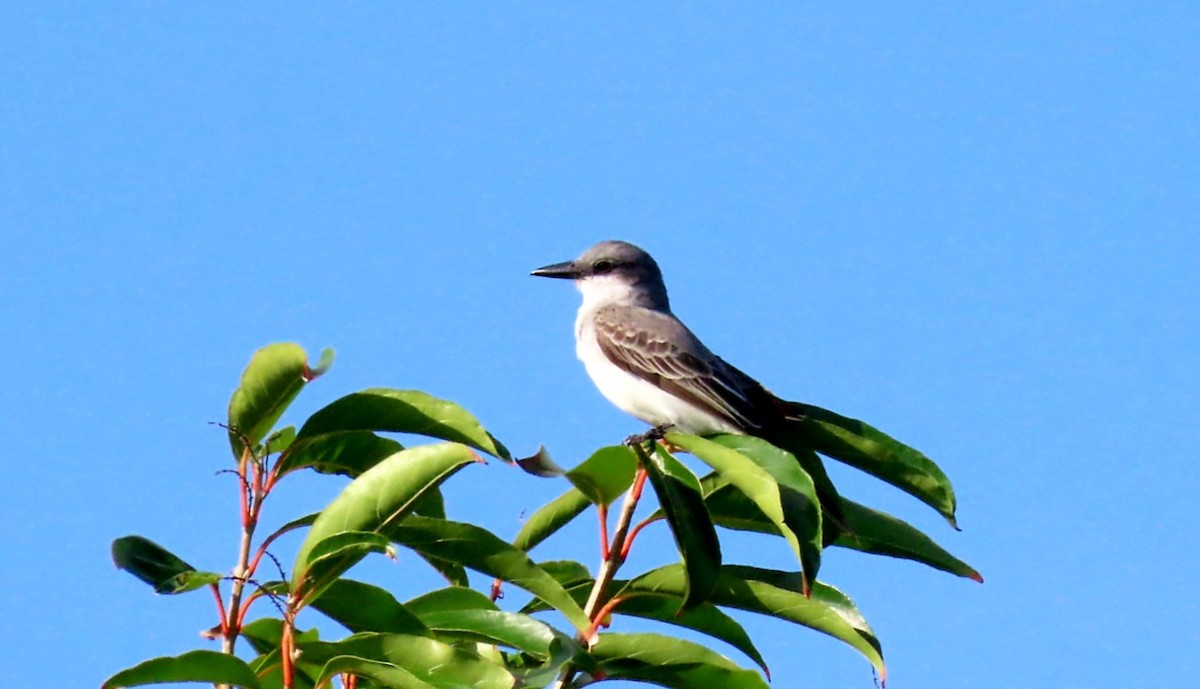 Gray Kingbird - Nicole  Rijsemus