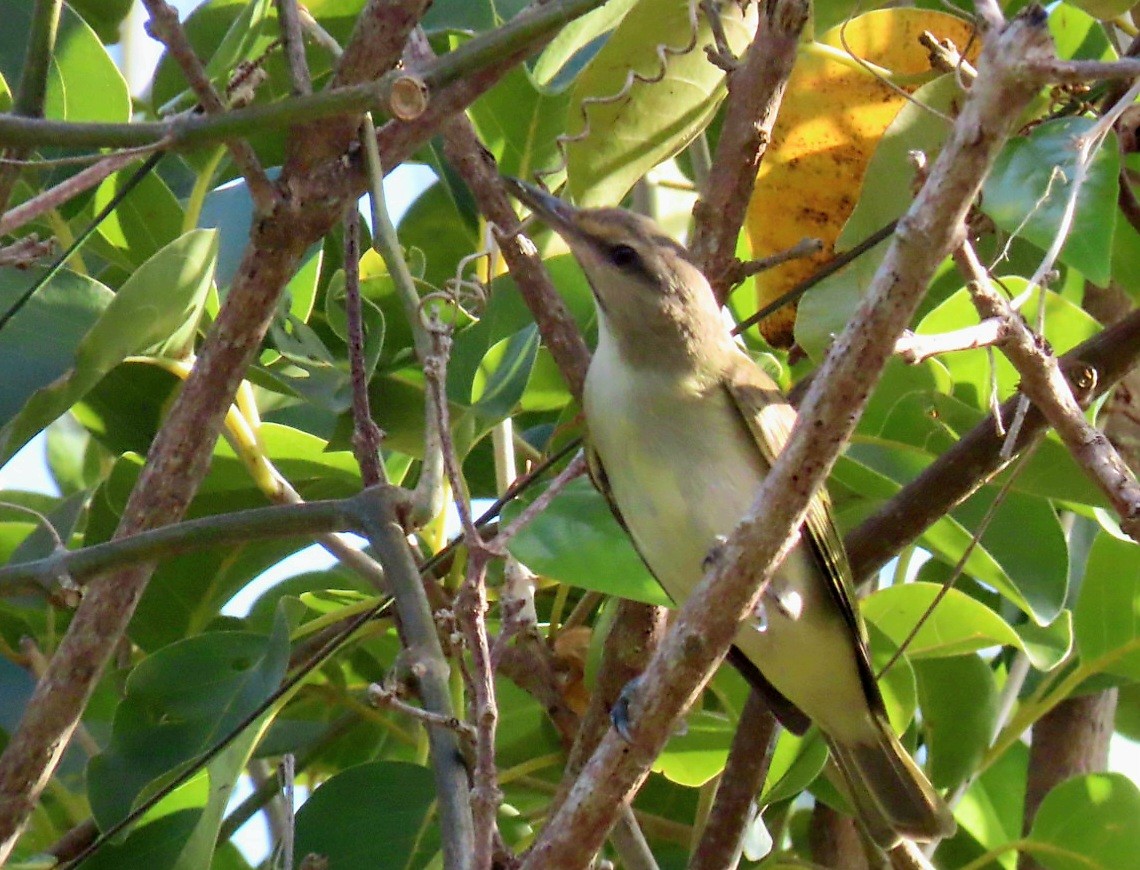 Black-whiskered Vireo - ML614391412