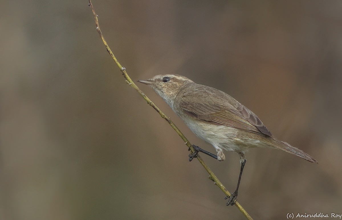 Common Chiffchaff - Aniruddha  Roy