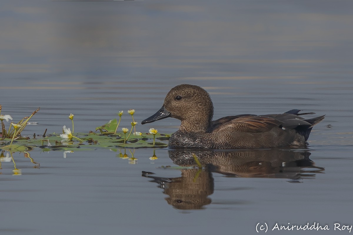 Gadwall - Aniruddha  Roy