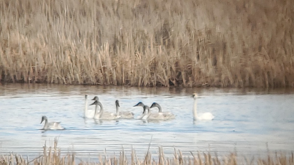 Trumpeter Swan - ML614391558