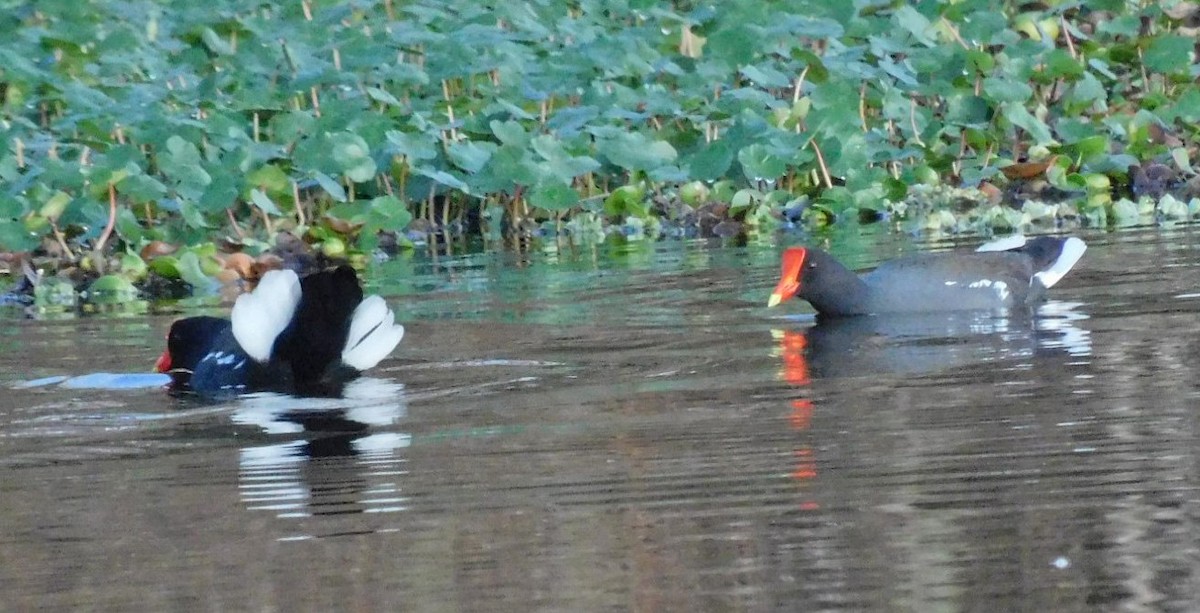 Common Gallinule - ML614391565