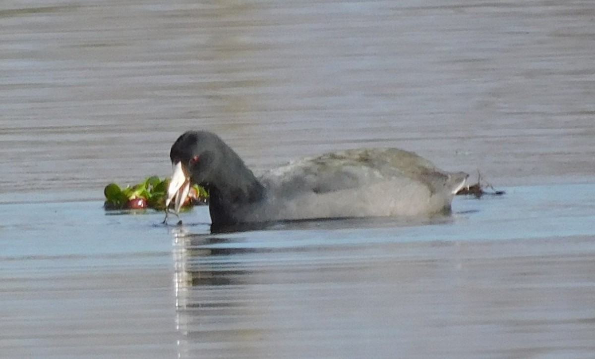 American Coot - ML614391568