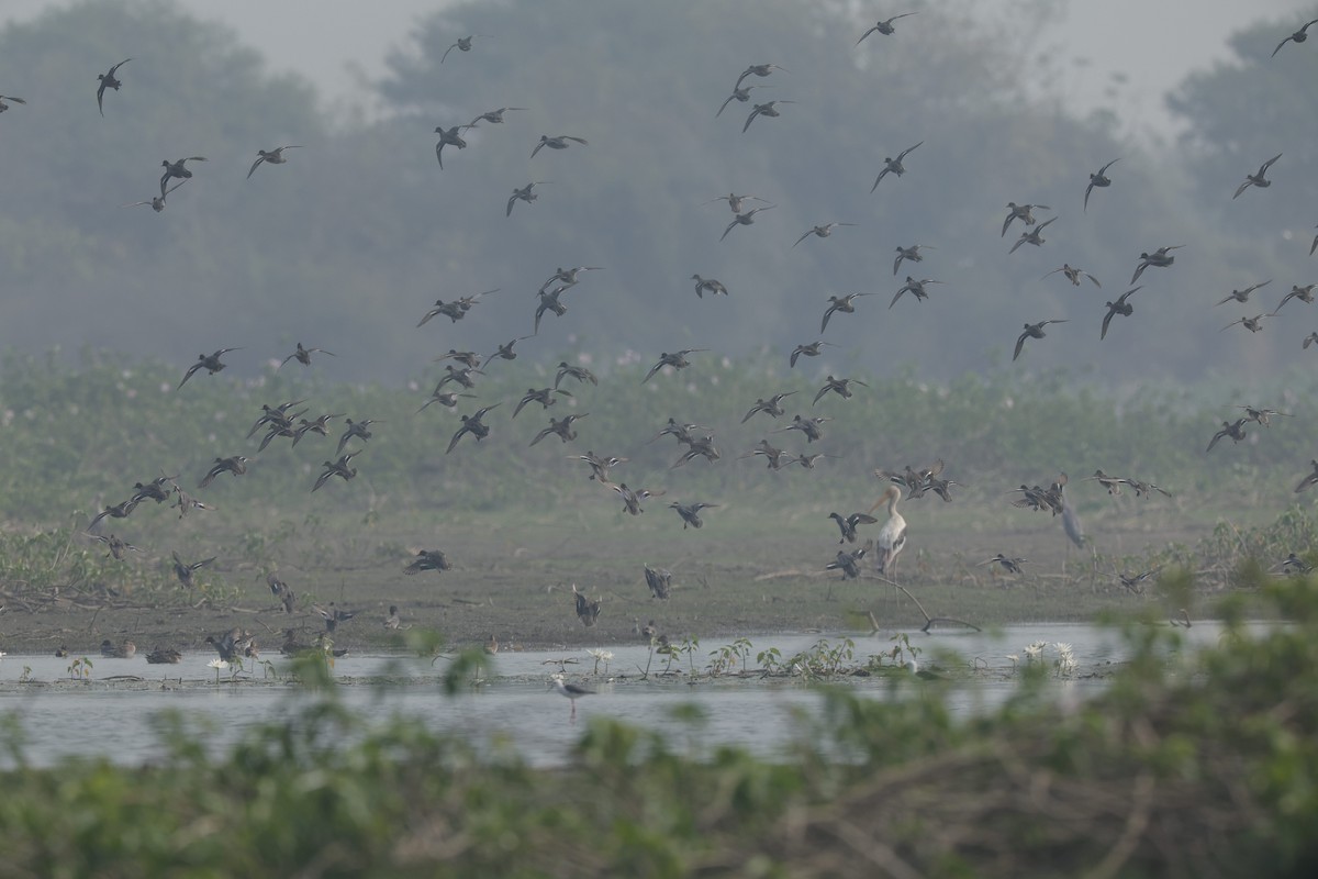 Green-winged Teal - ML614391593